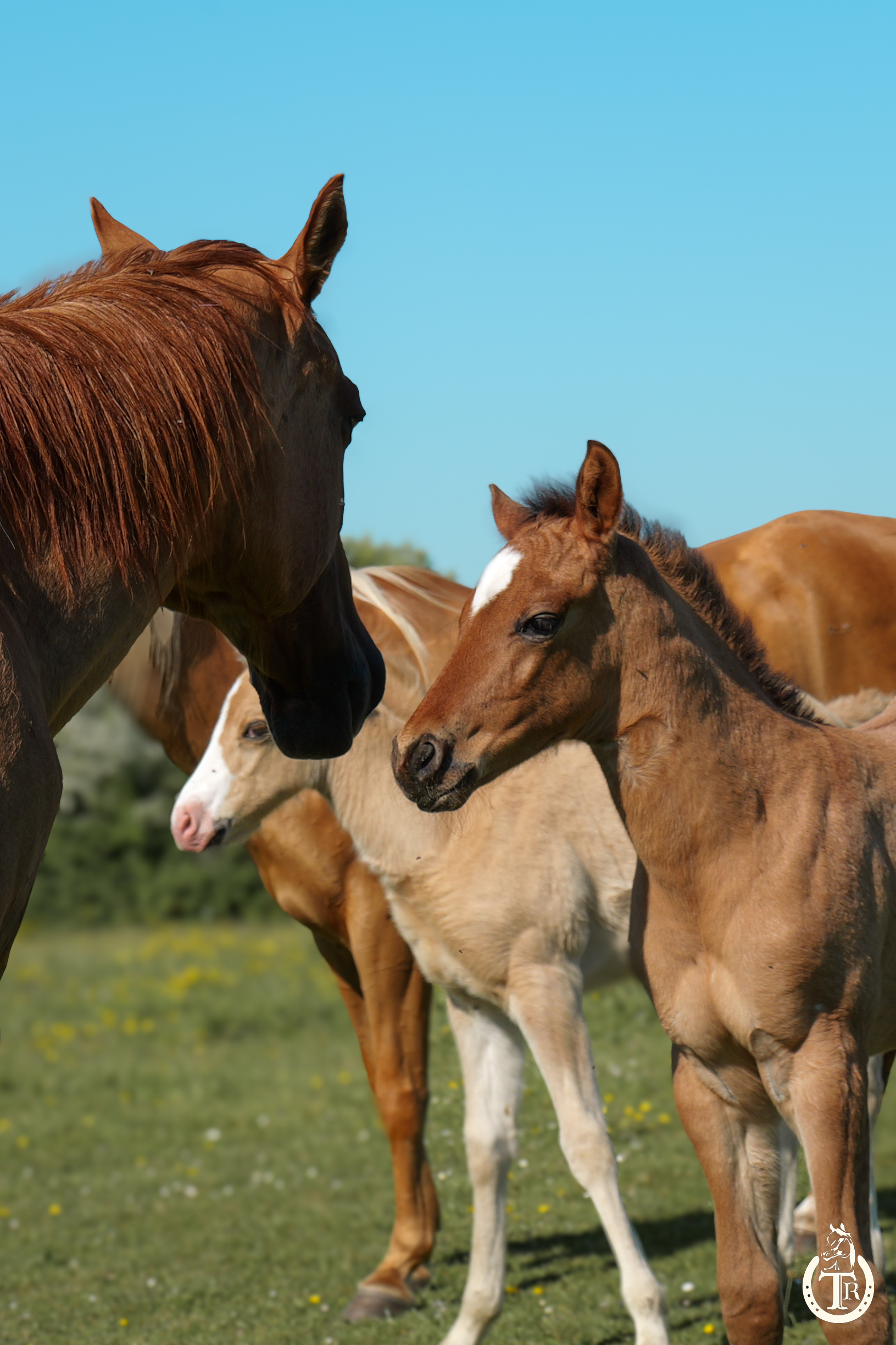 conclusive hot socket 3