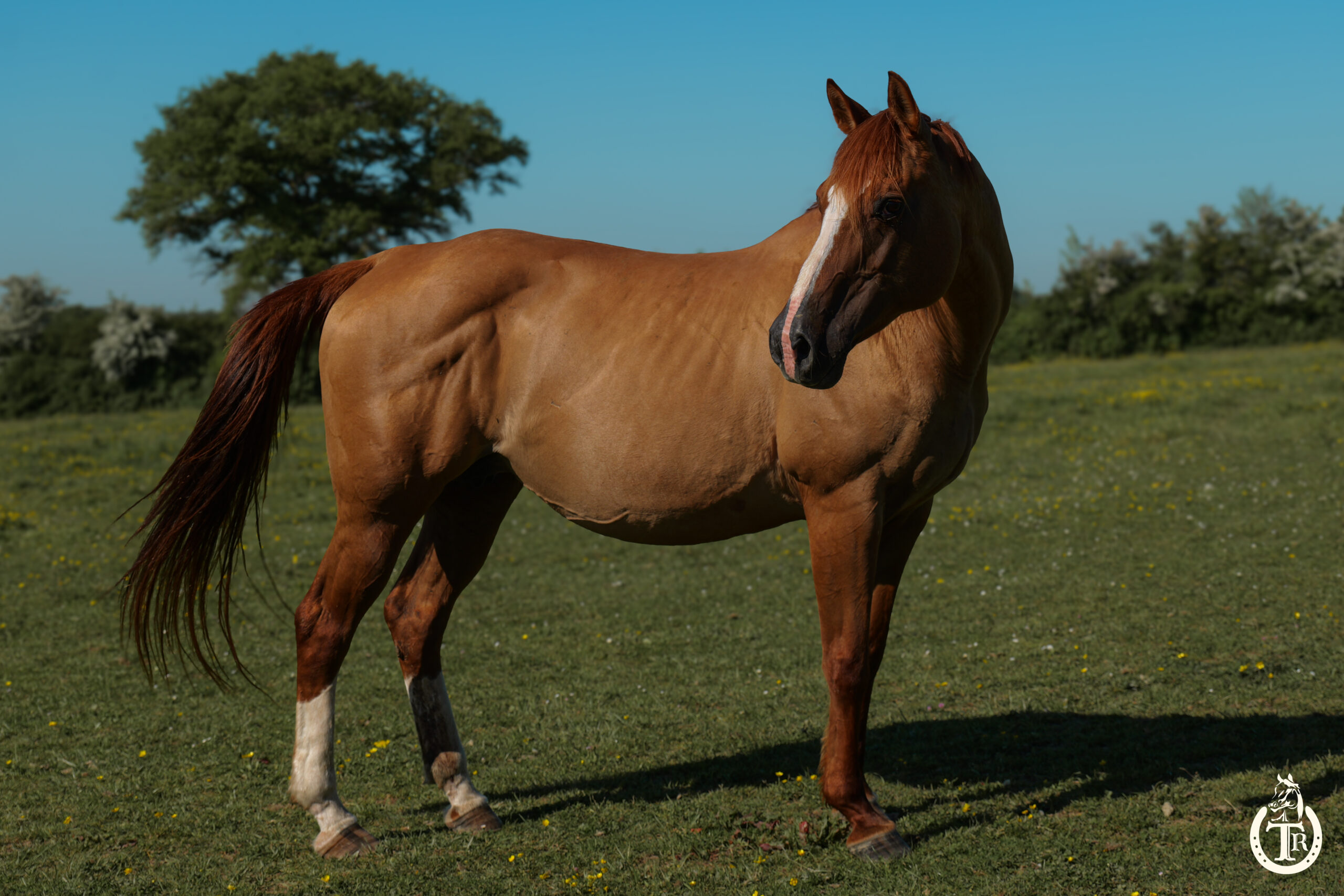 conclusive hot socket 4