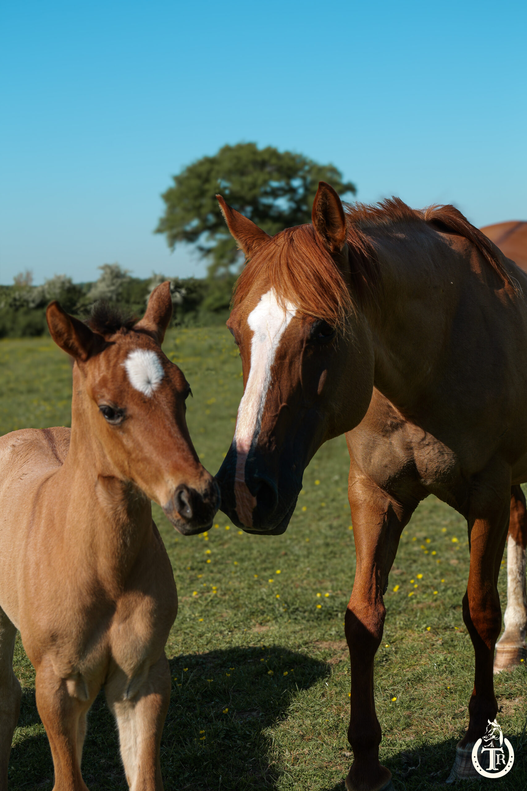 conclusive hot socket 5