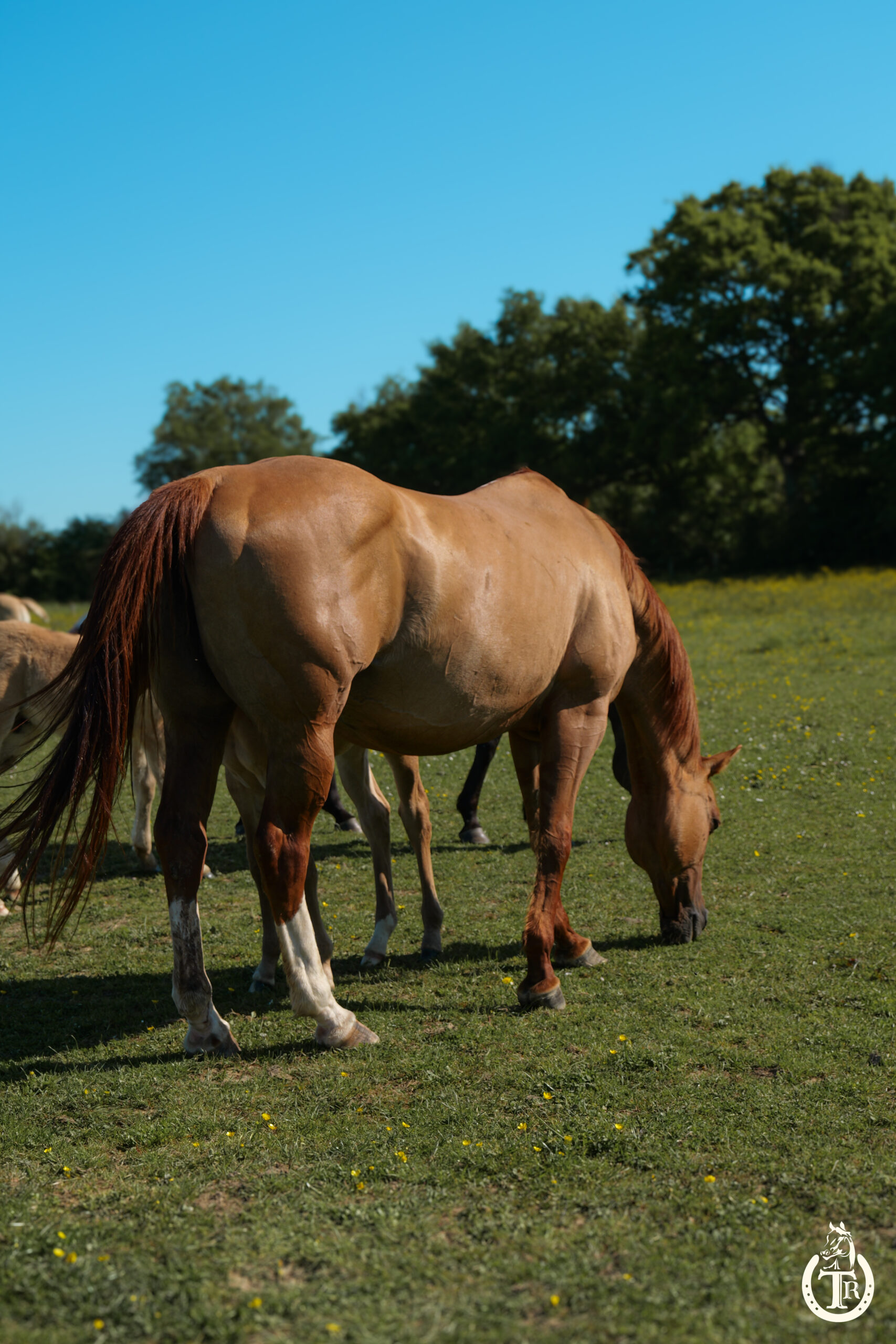 conclusive hot socket 6