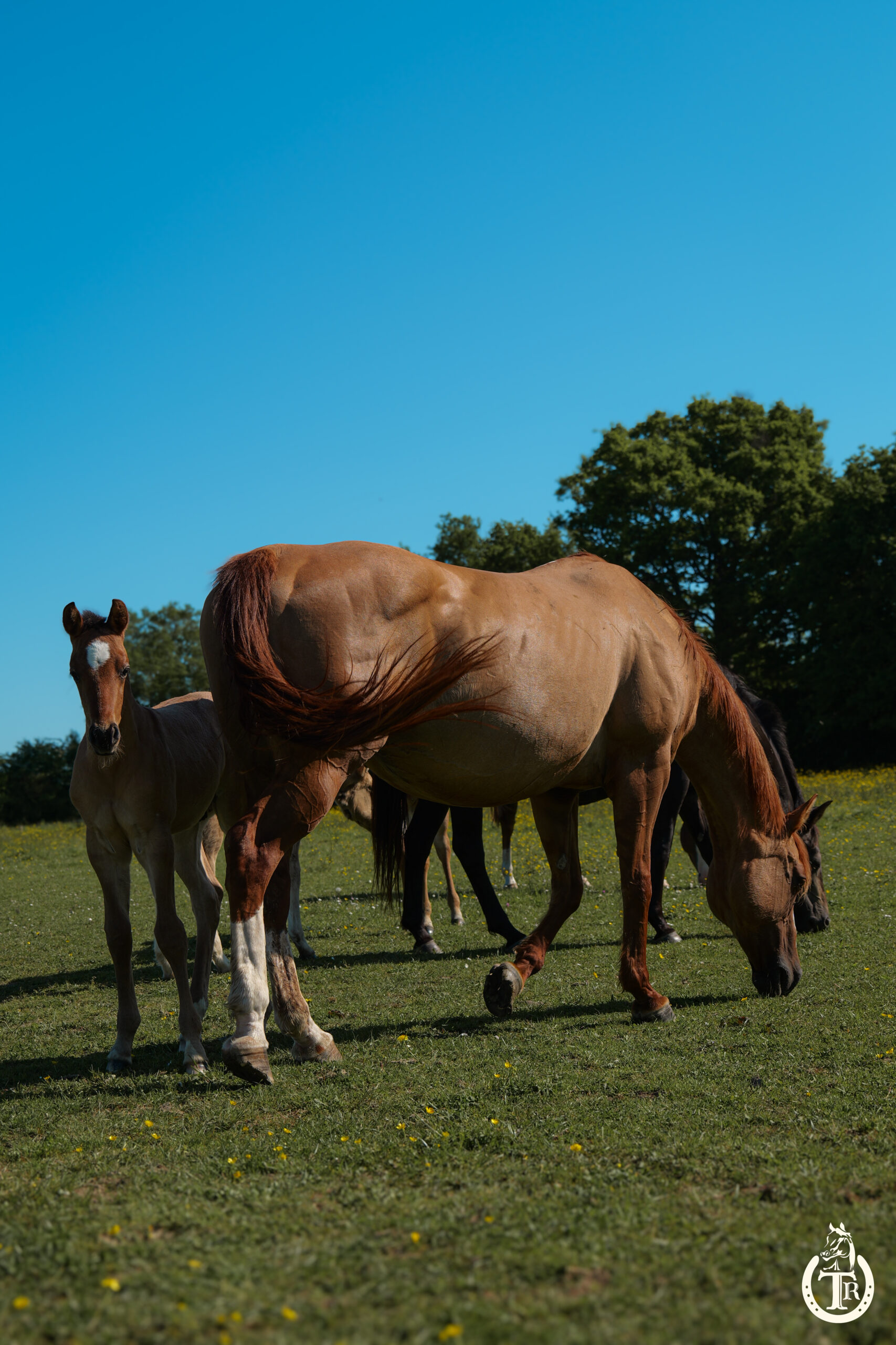 conclusive hot socket 7