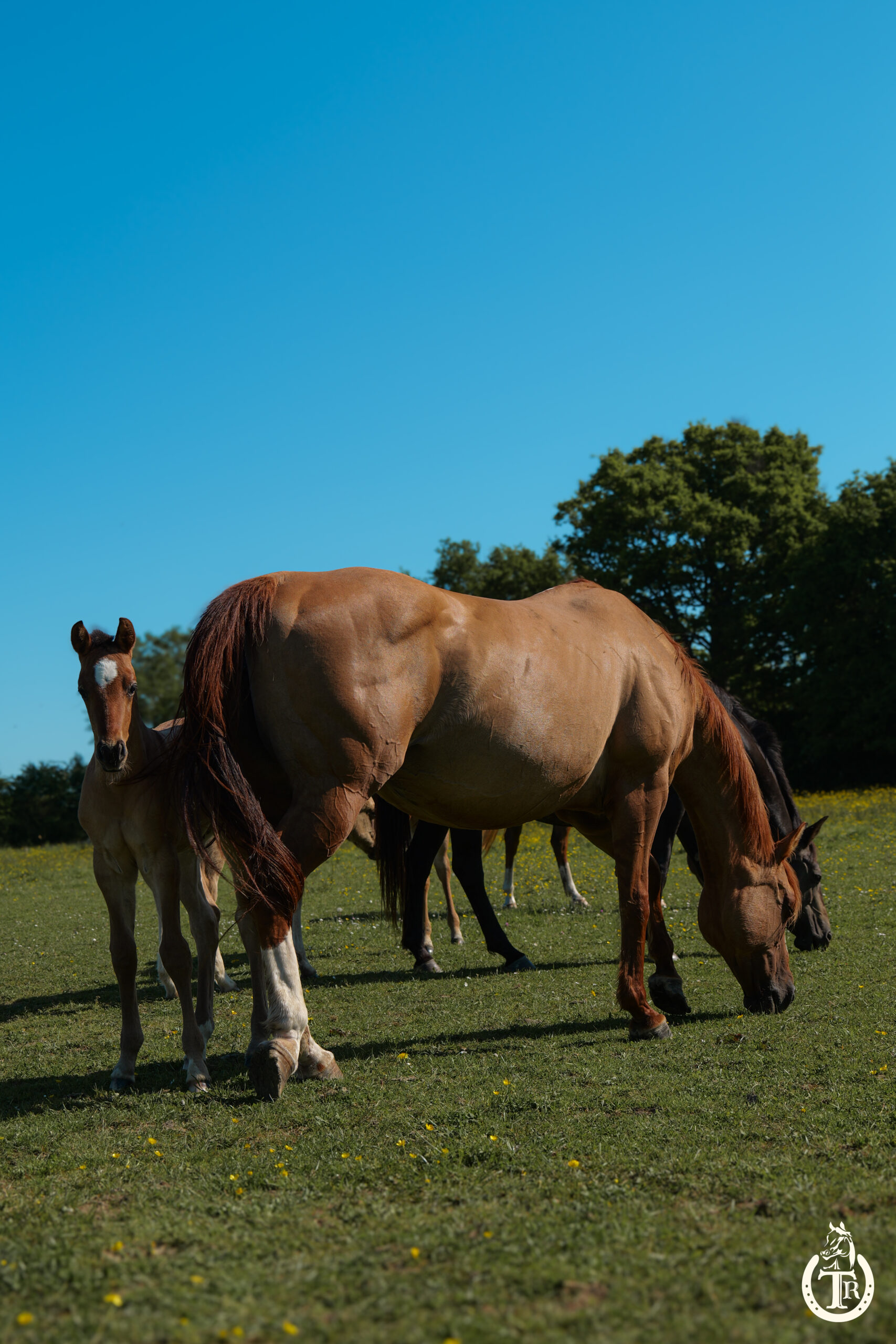 conclusive hot socket 8