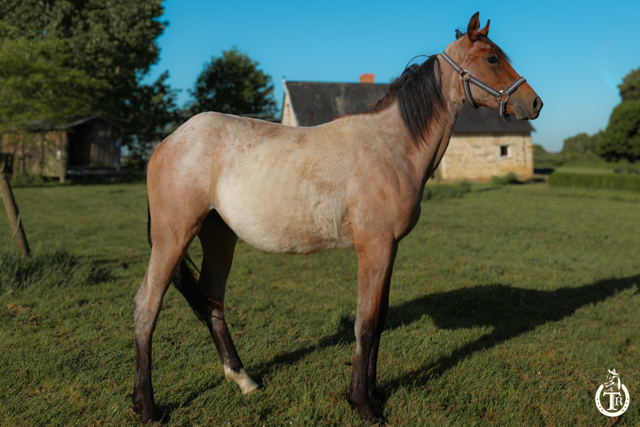 tr captain great smoke 1