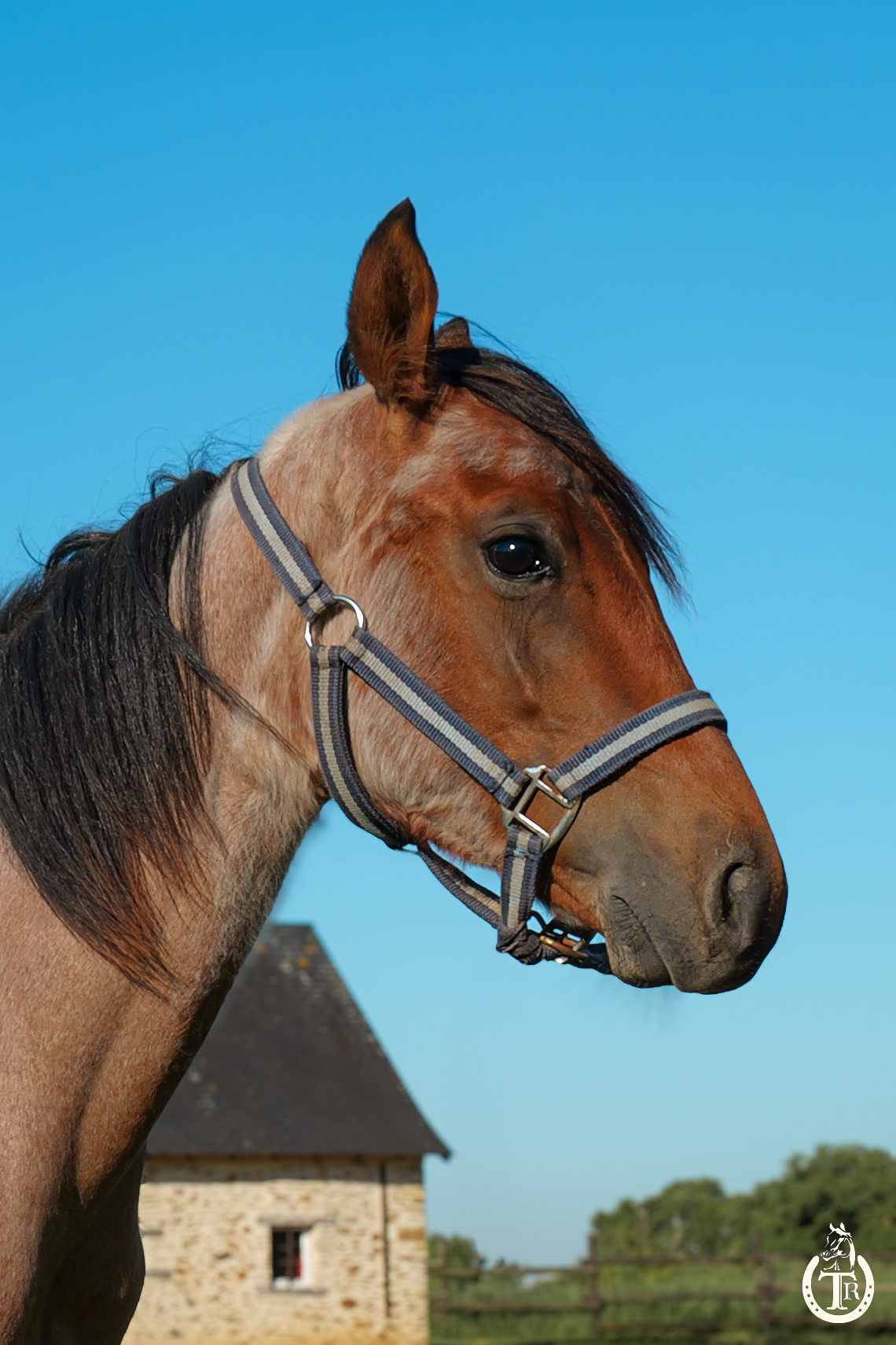 tr captain great smoke 3