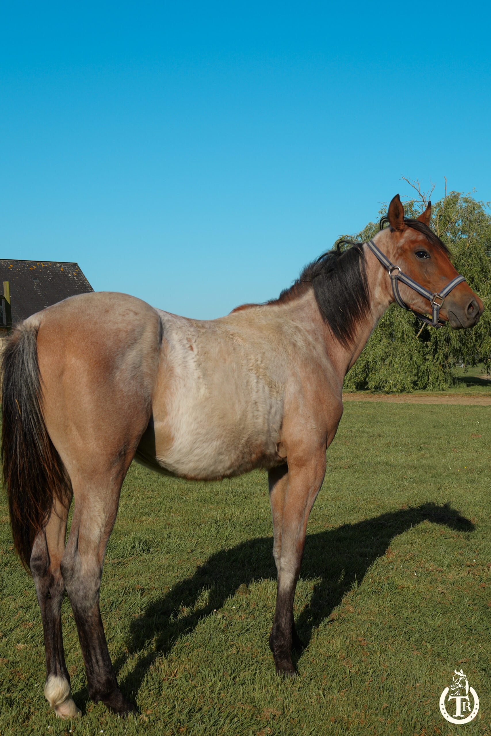 tr captain great smoke 4