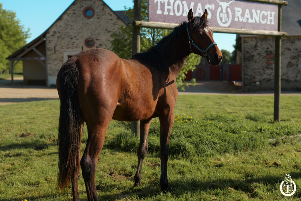 tr great dream oak 1