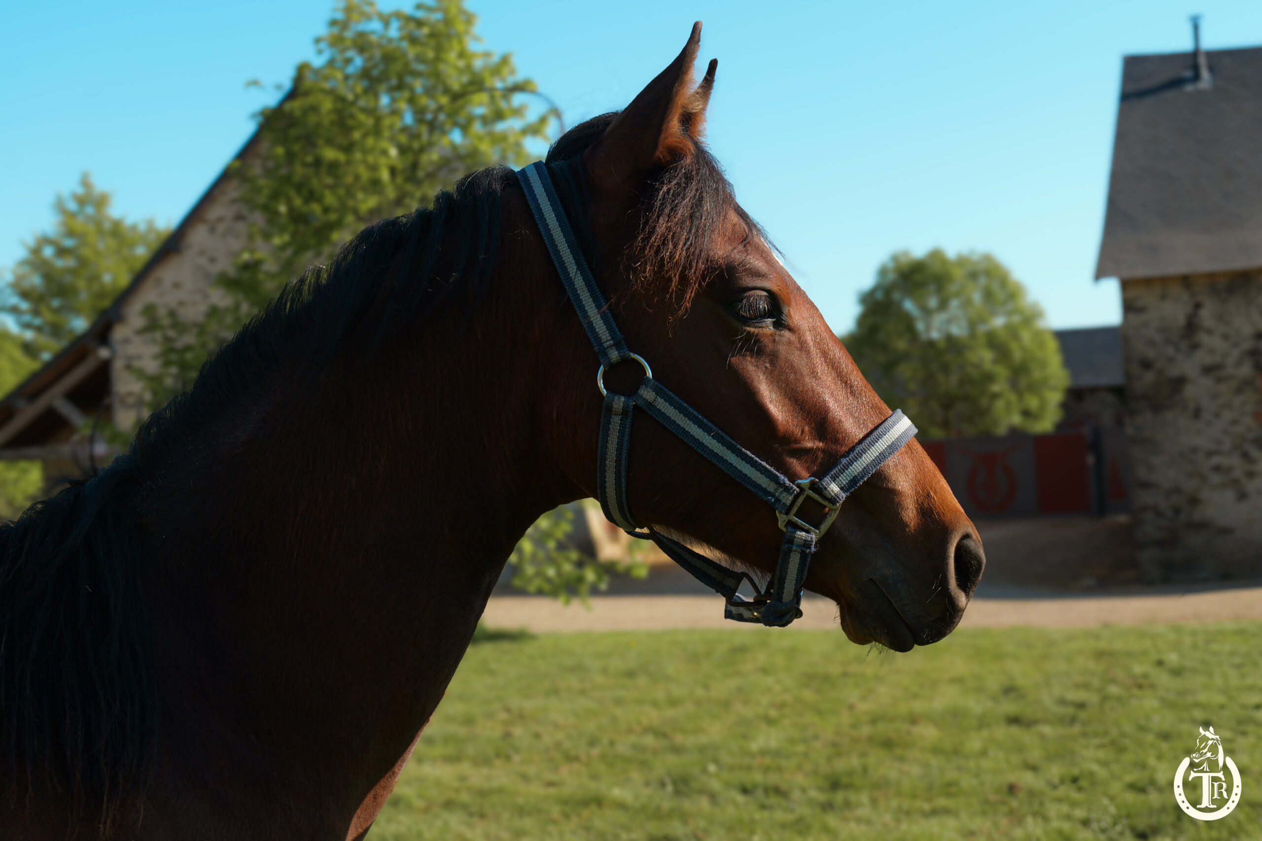 tr great dream oak 2