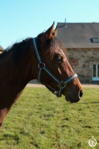 tr great dream oak 3