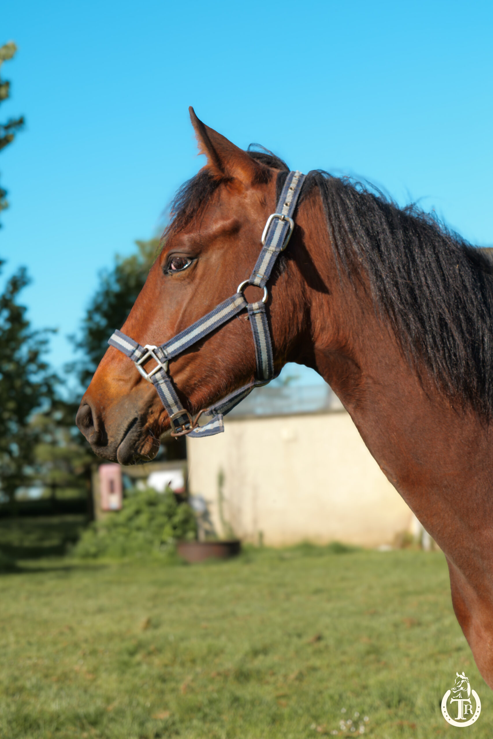 tr great dream oak 4