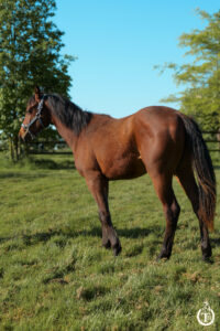 tr great dream oak 5