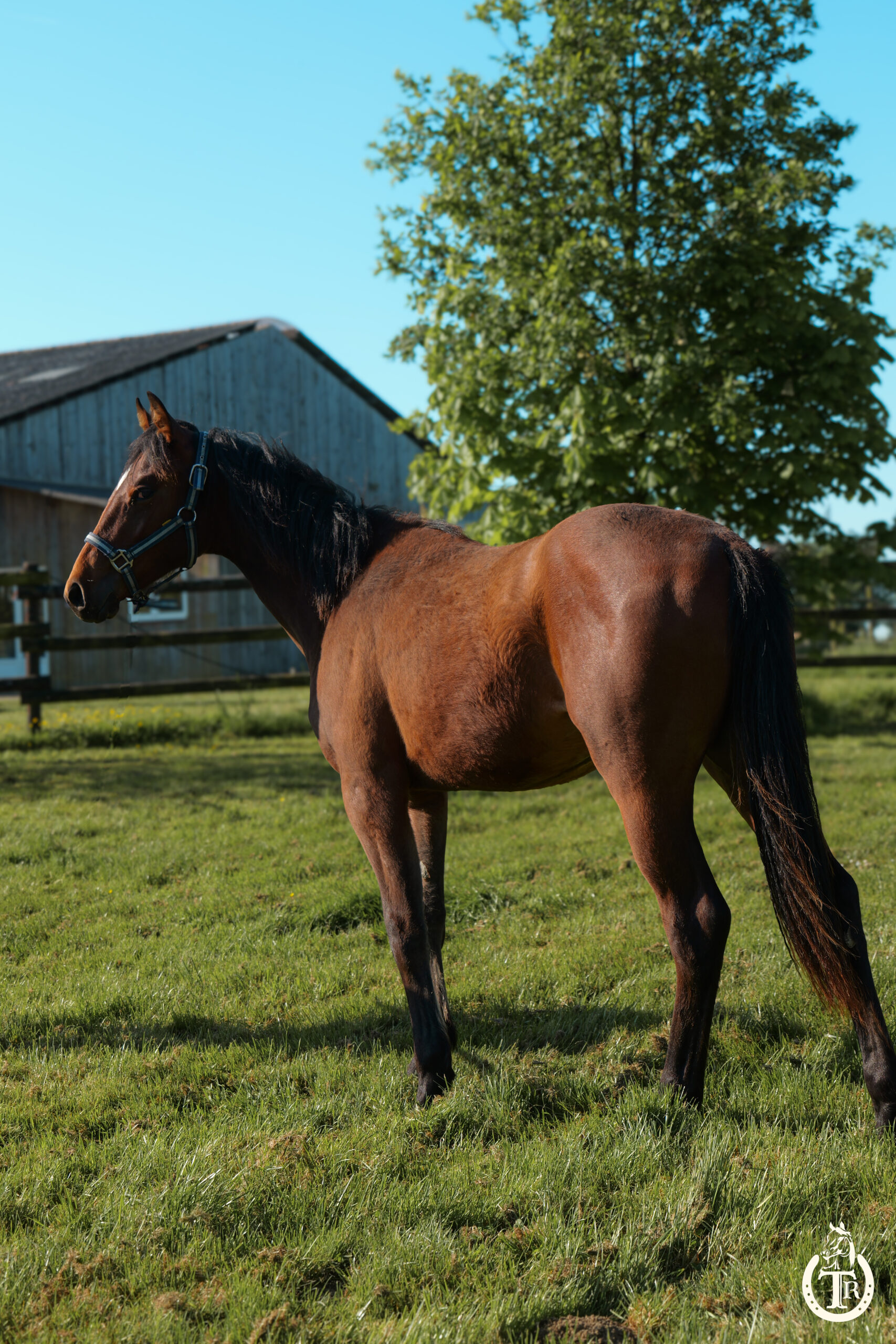 tr great dream oak 6