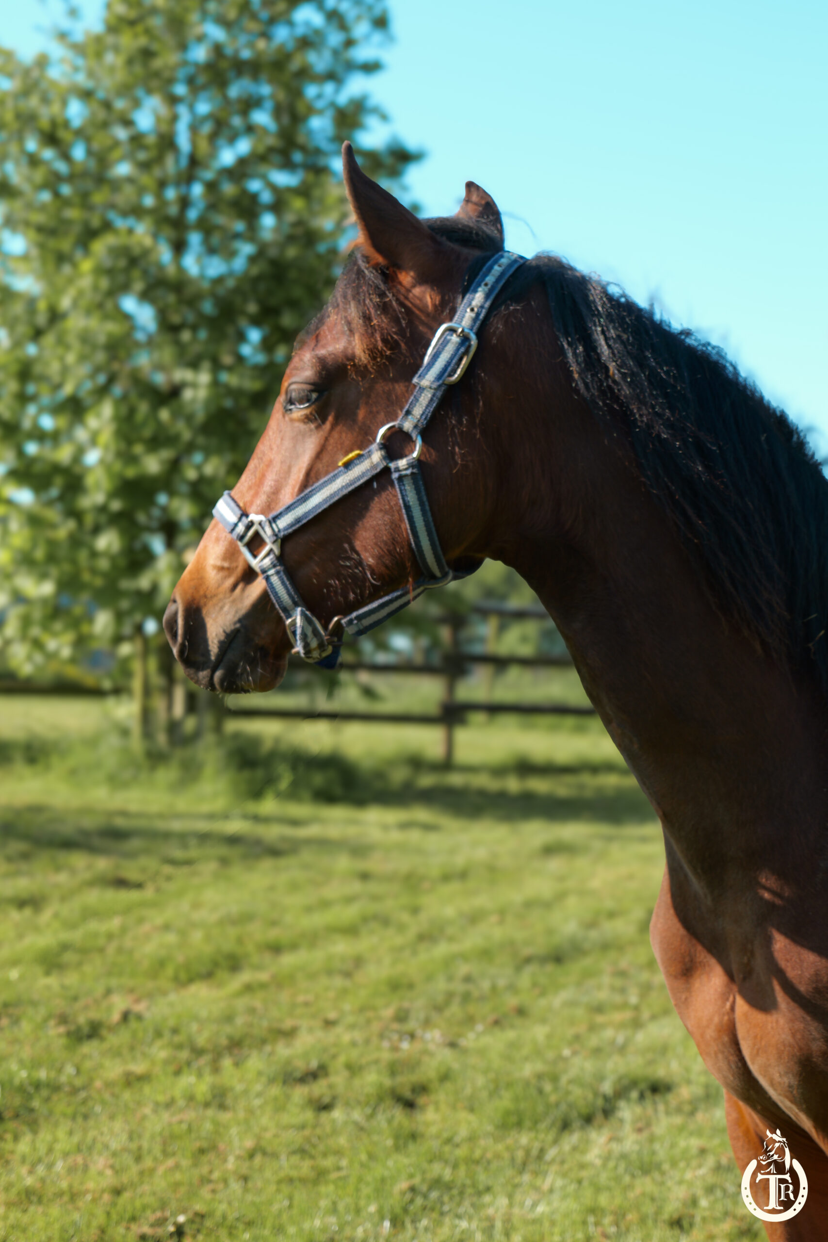 tr great dream oak 7