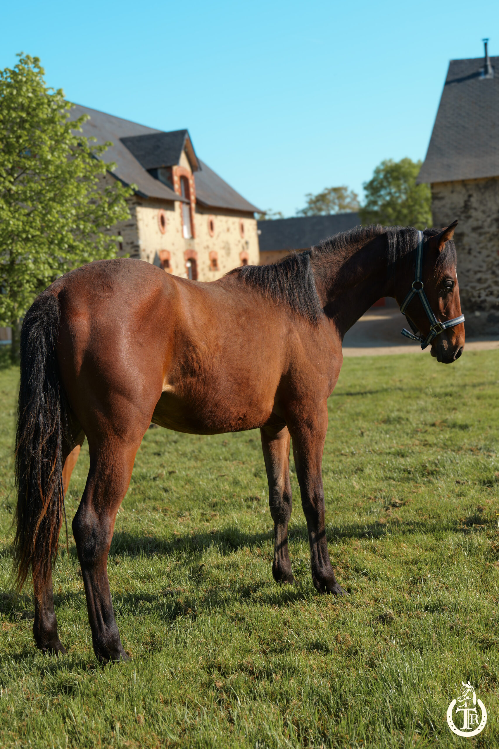 tr great dream oak 8