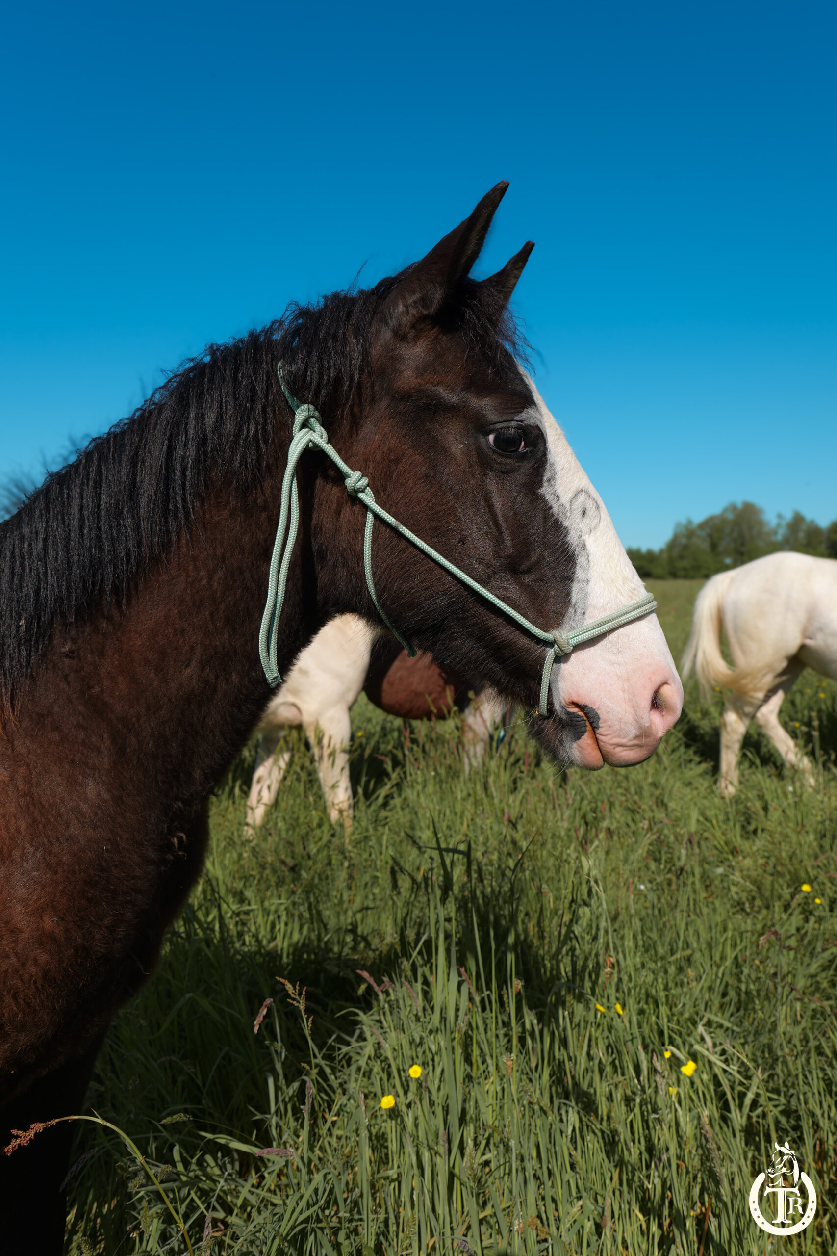 tr holly peppy sam 2