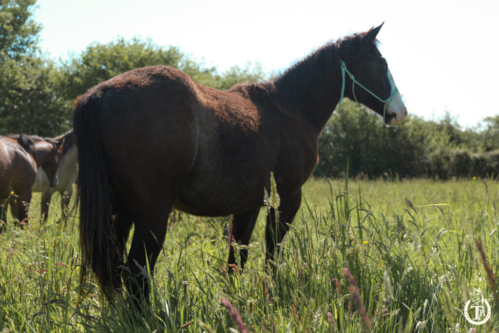 tr holly peppy sam 3