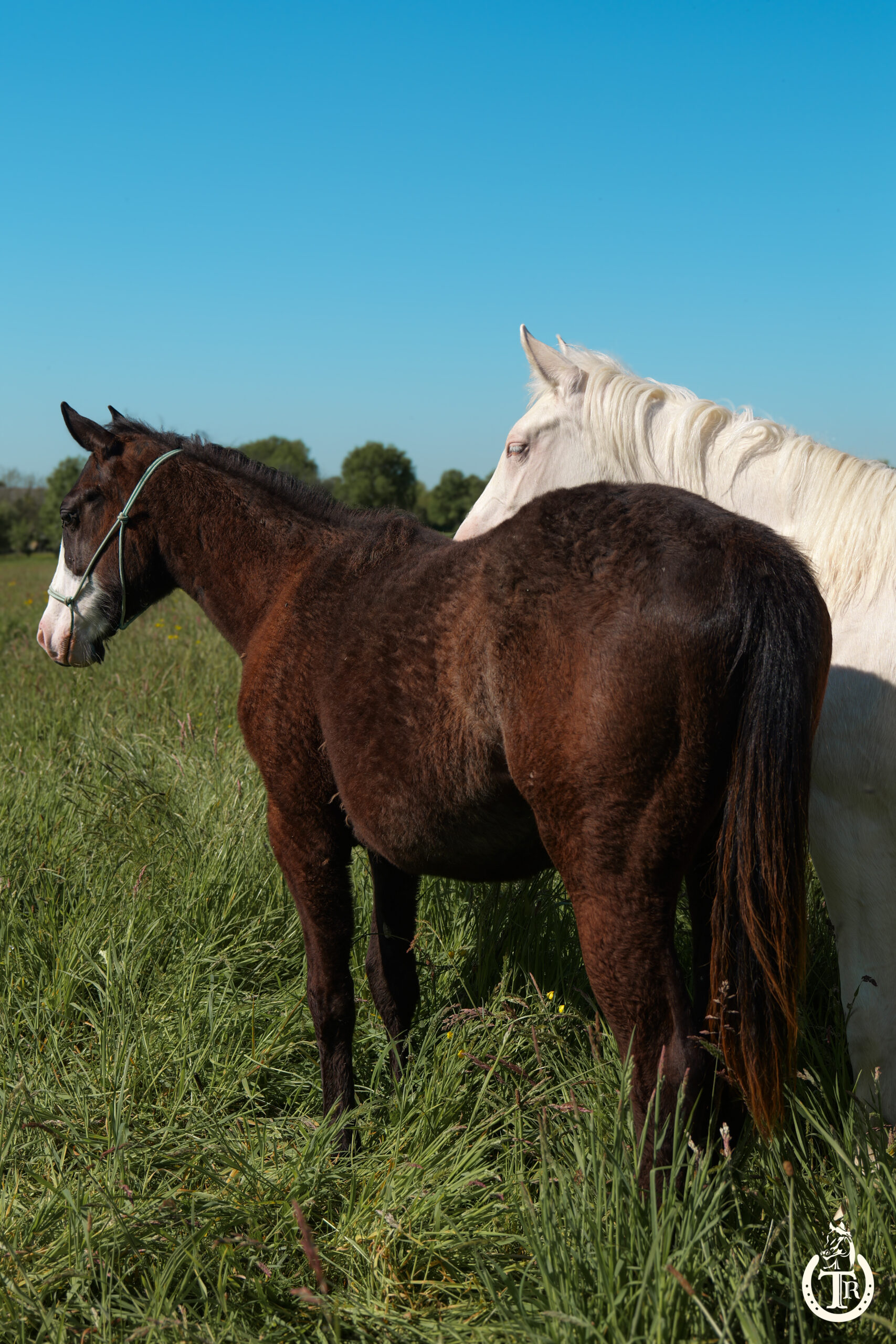 tr holly peppy sam 4