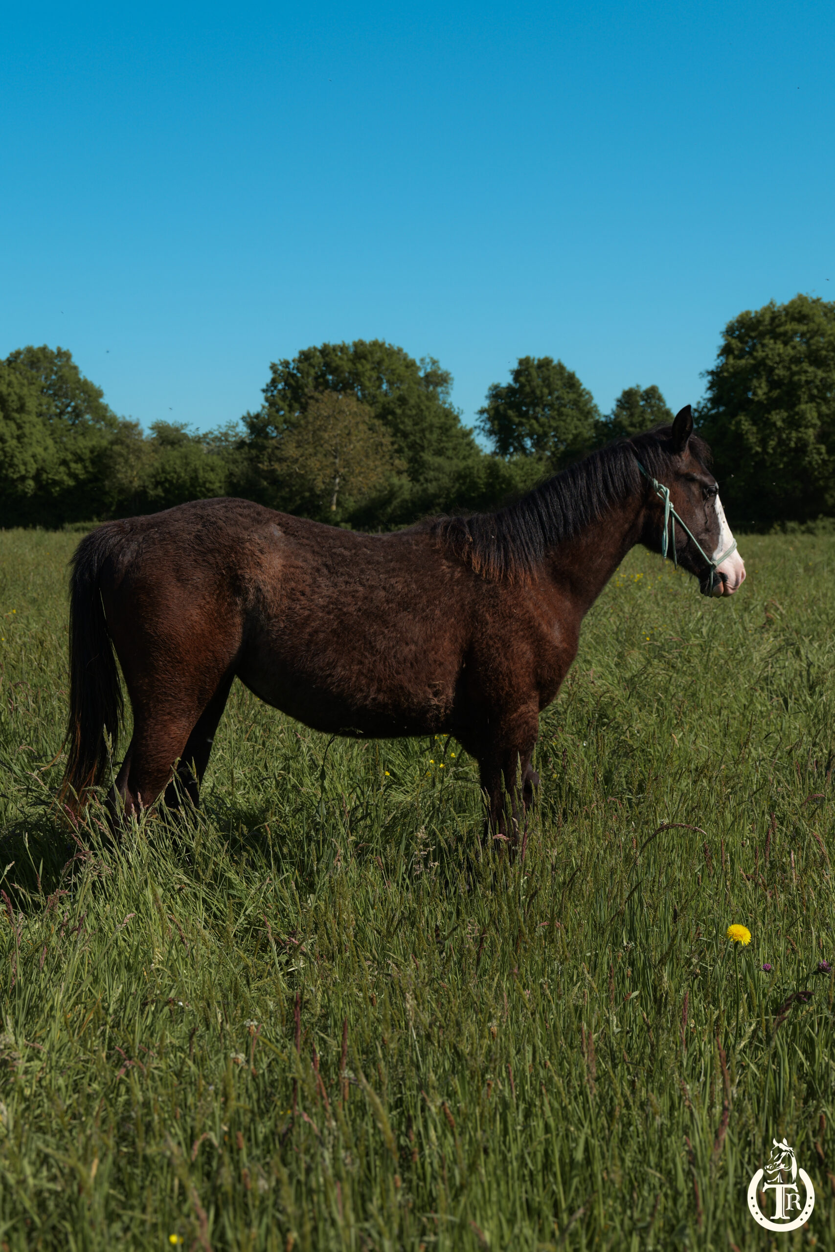 tr holly peppy sam 6