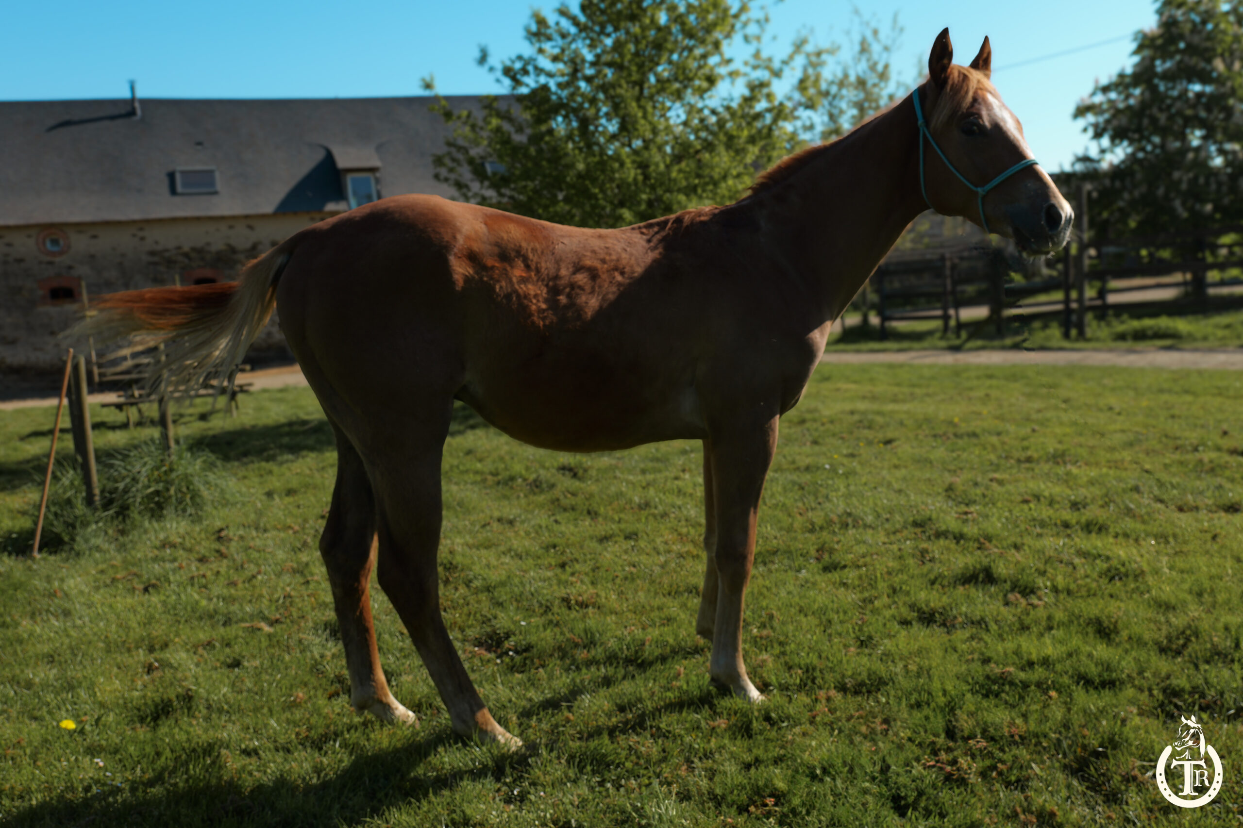 tr jack buenonic bar 5