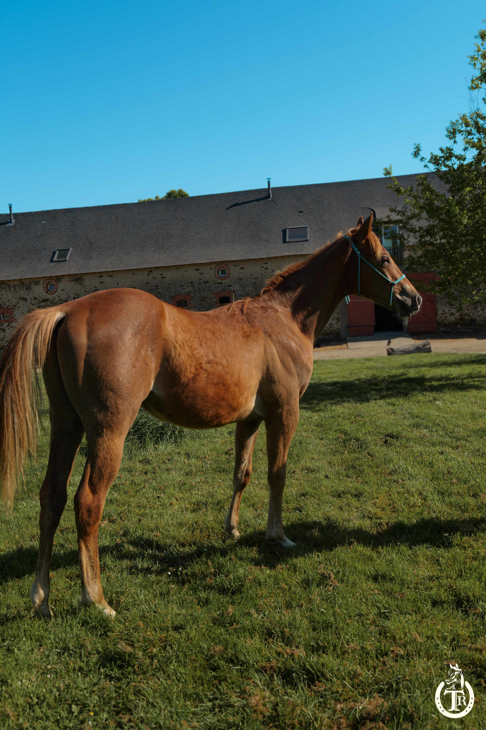 tr jack buenonic bar 6