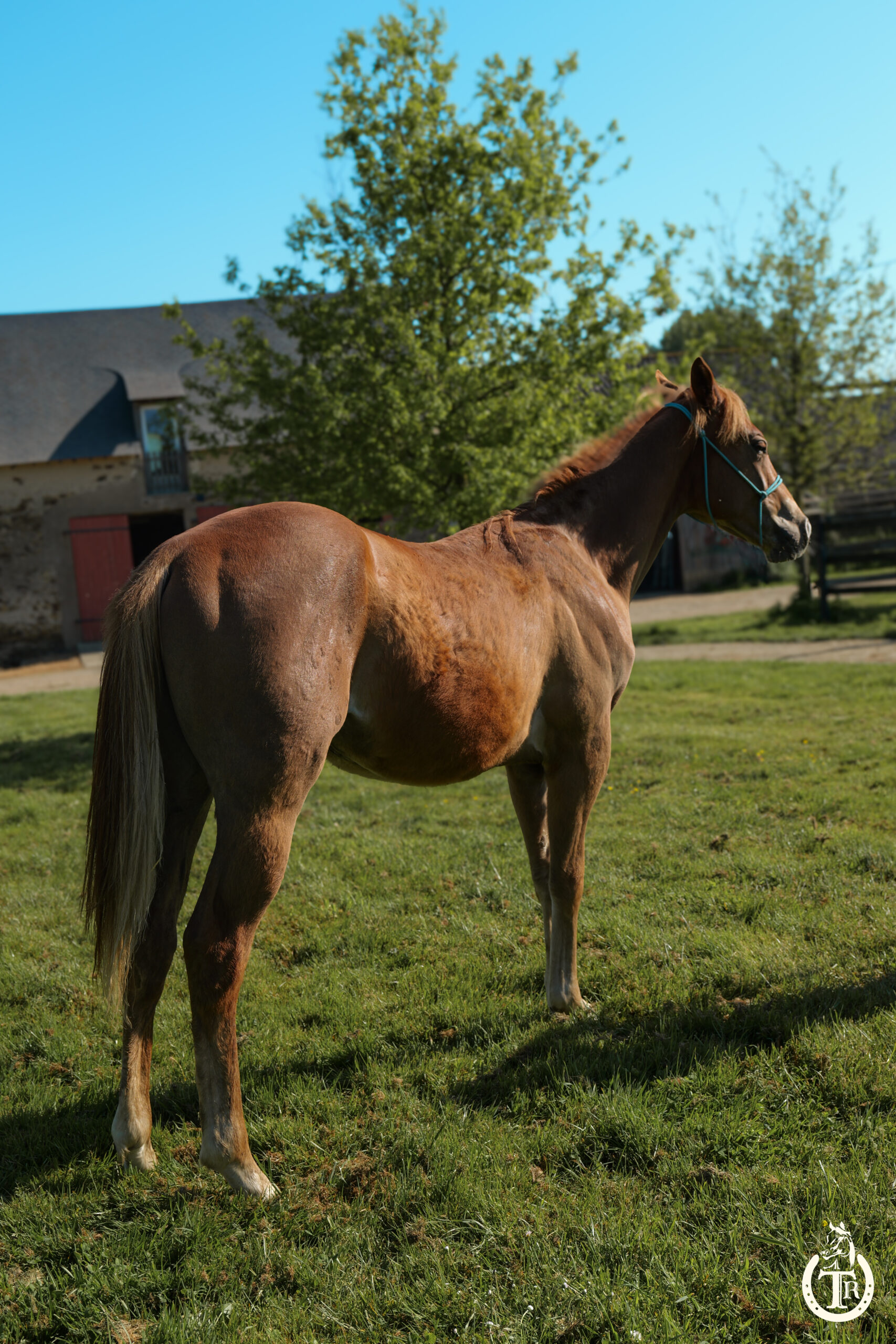 tr jack buenonic bar 8