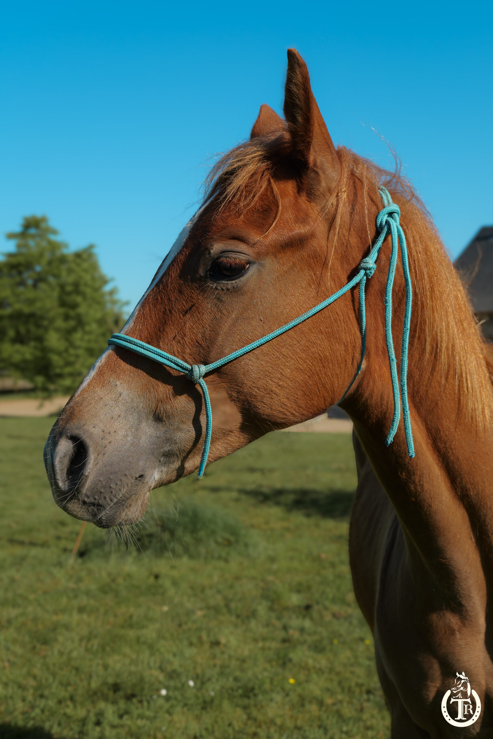 tr jack buenonic bar 9