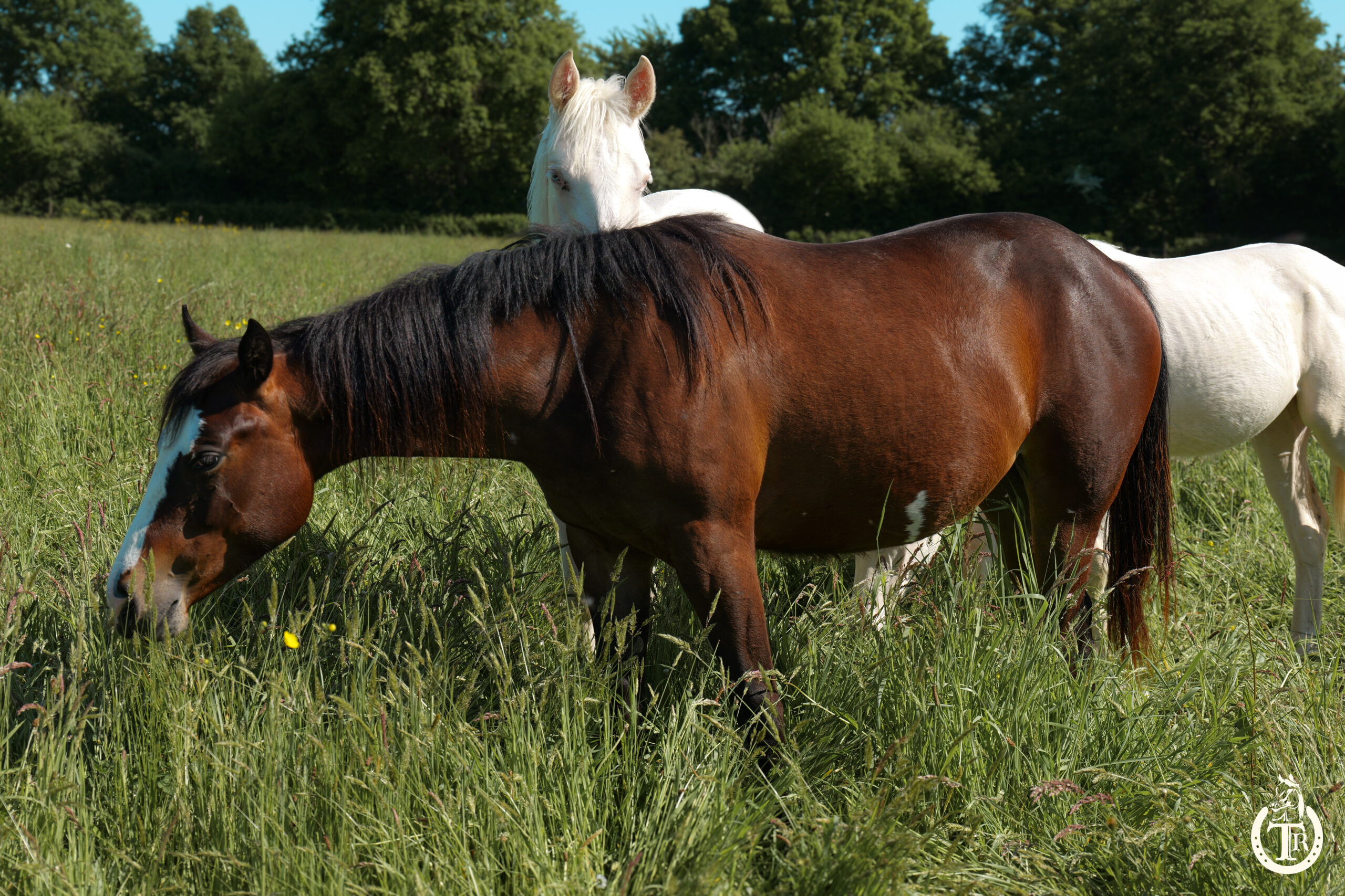 tr mendy great bueno 1
