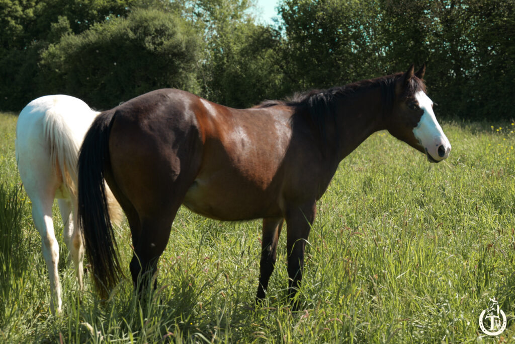 tr mendy great bueno 3