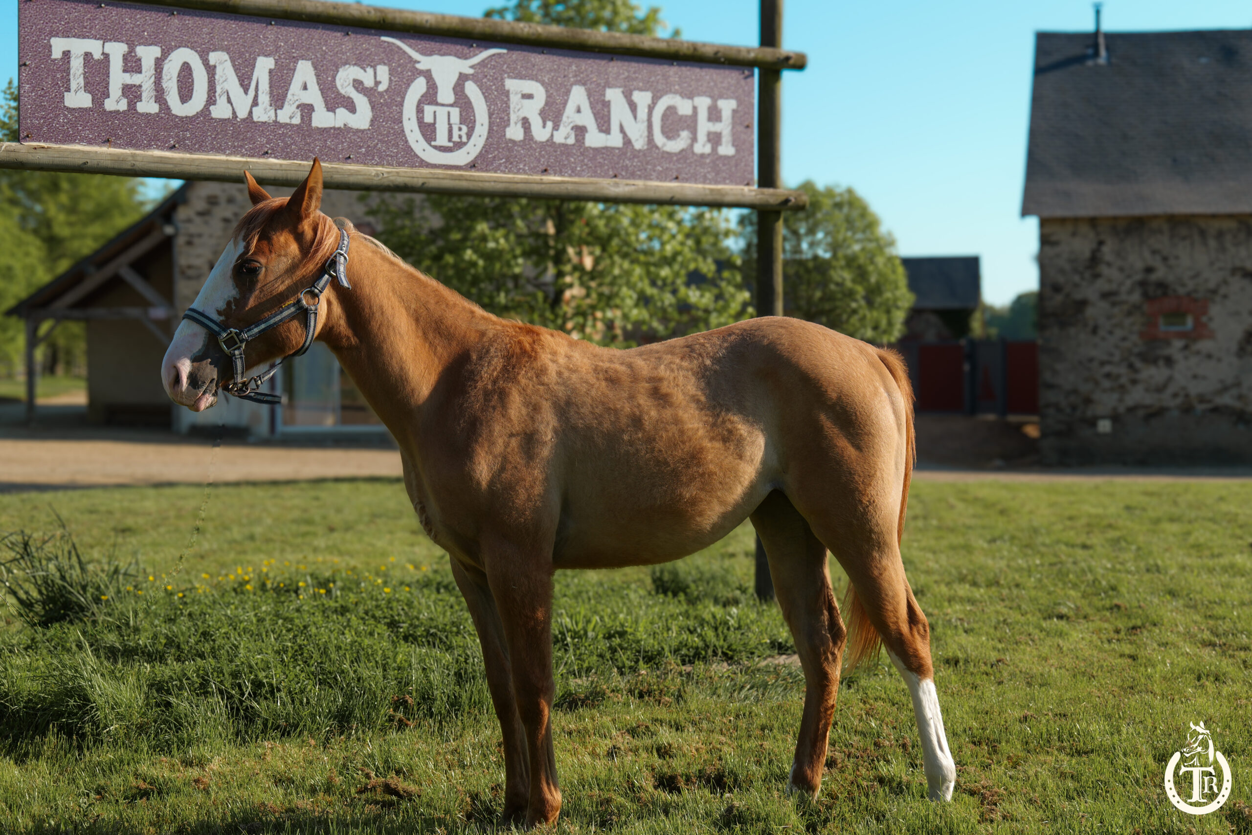 tr pretty sawny girl 2