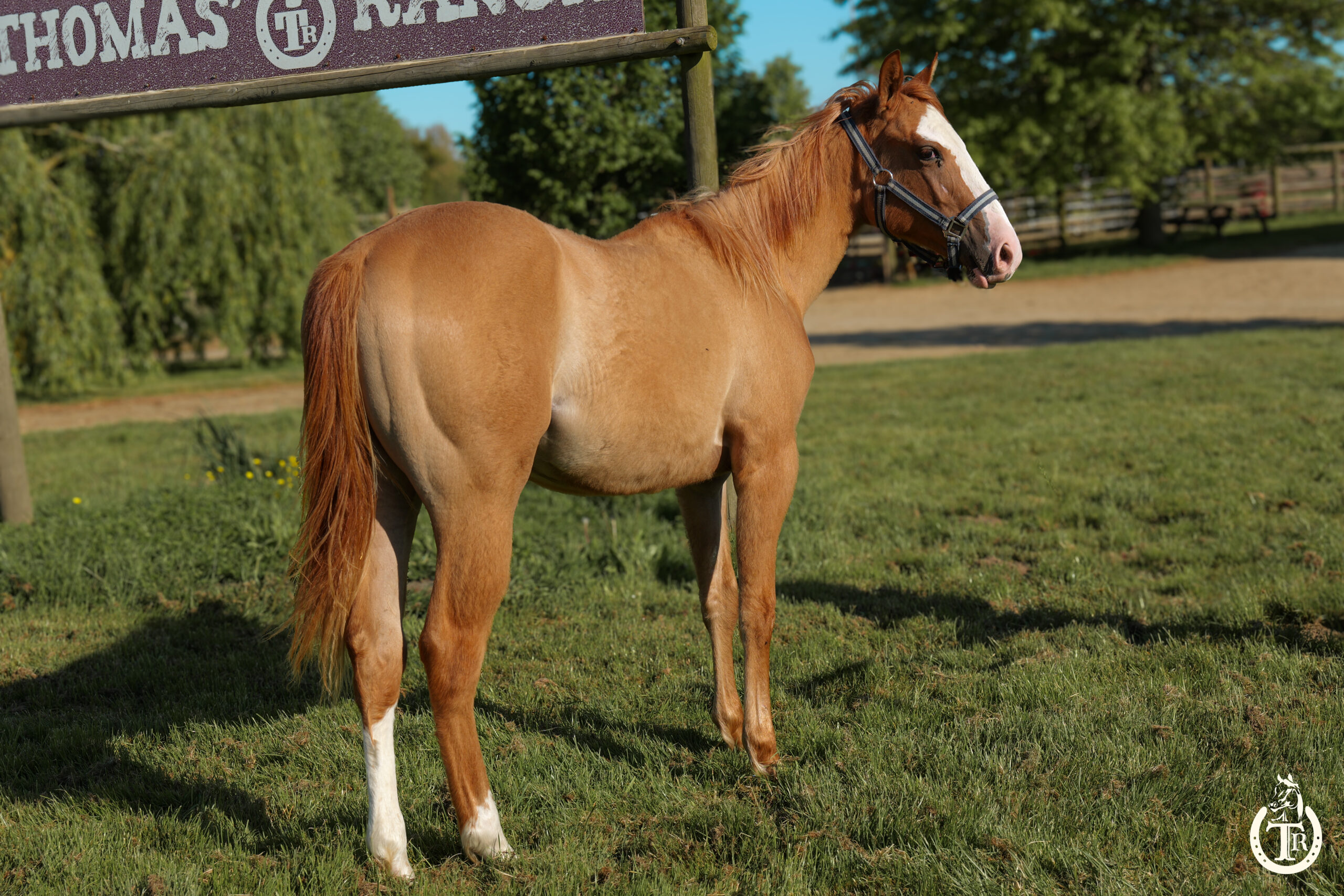 tr pretty sawny girl 5