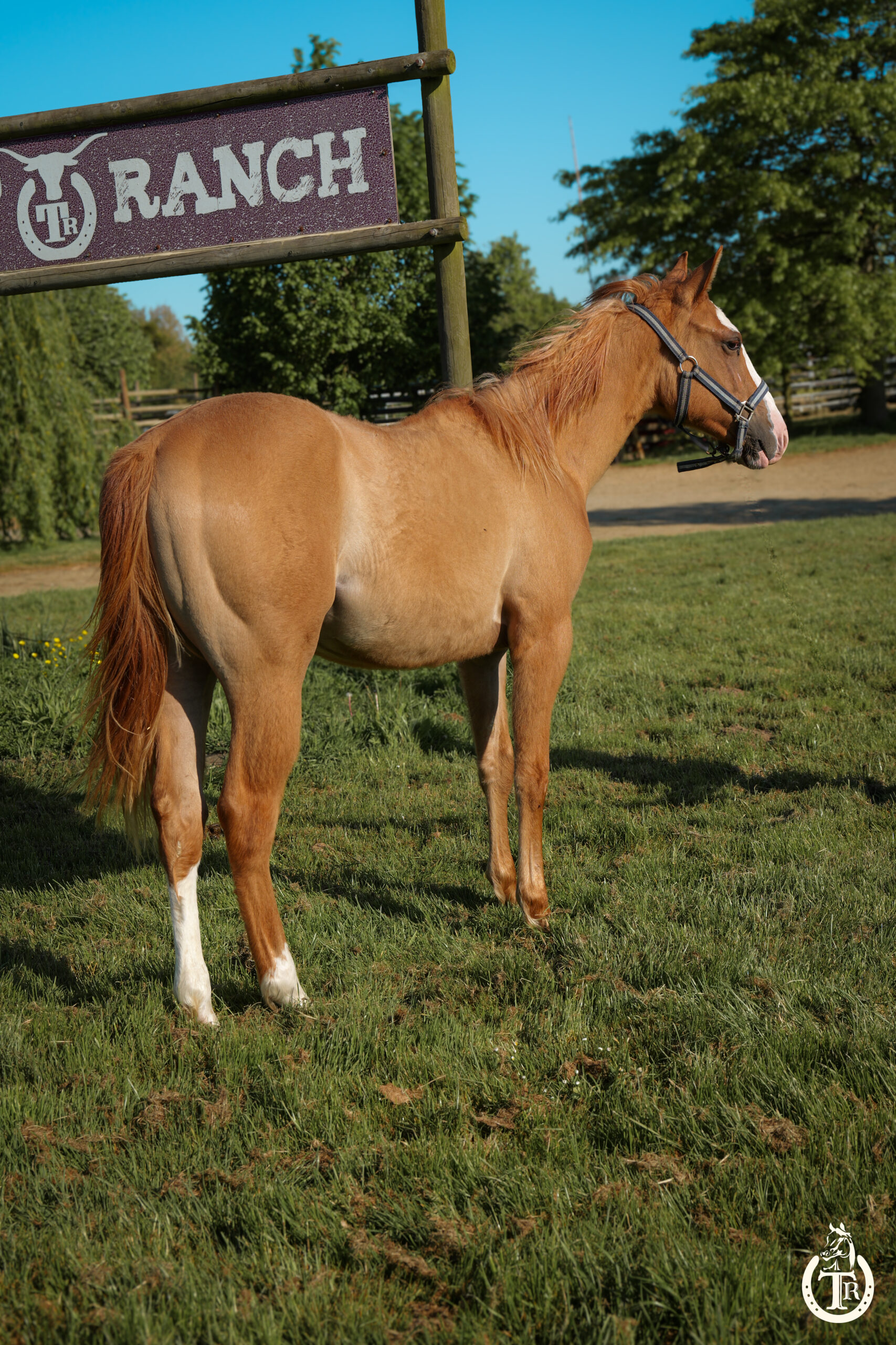 tr pretty sawny girl 6