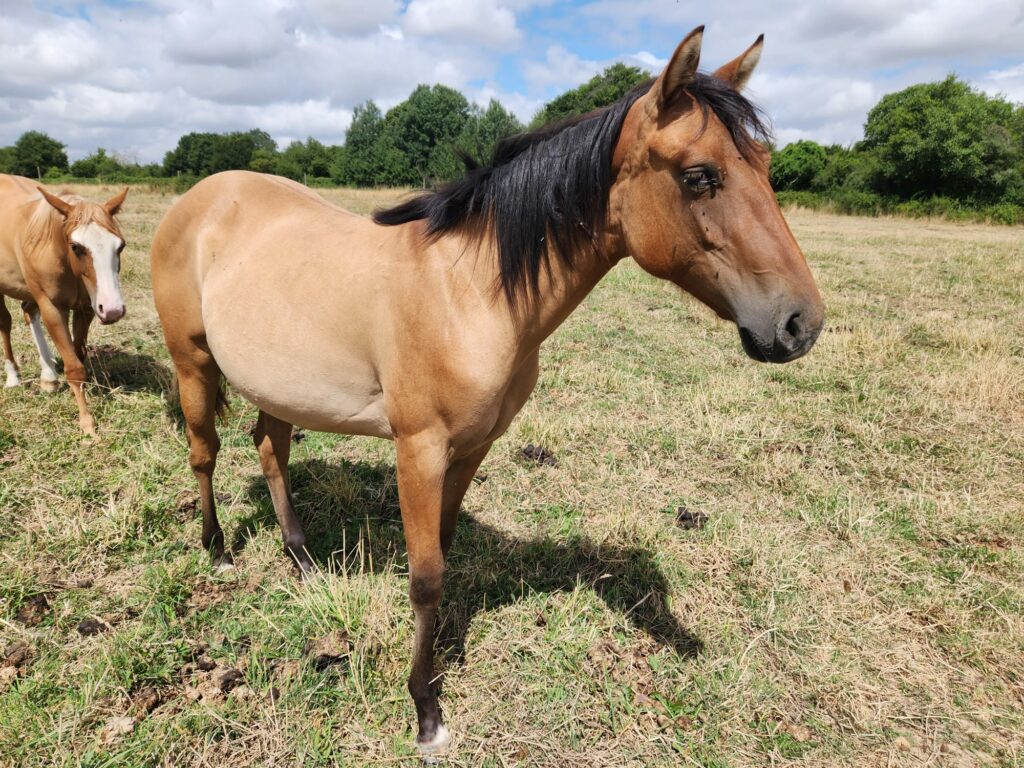 whatsapp image 2025 07 17 at 13.00.14 (3)