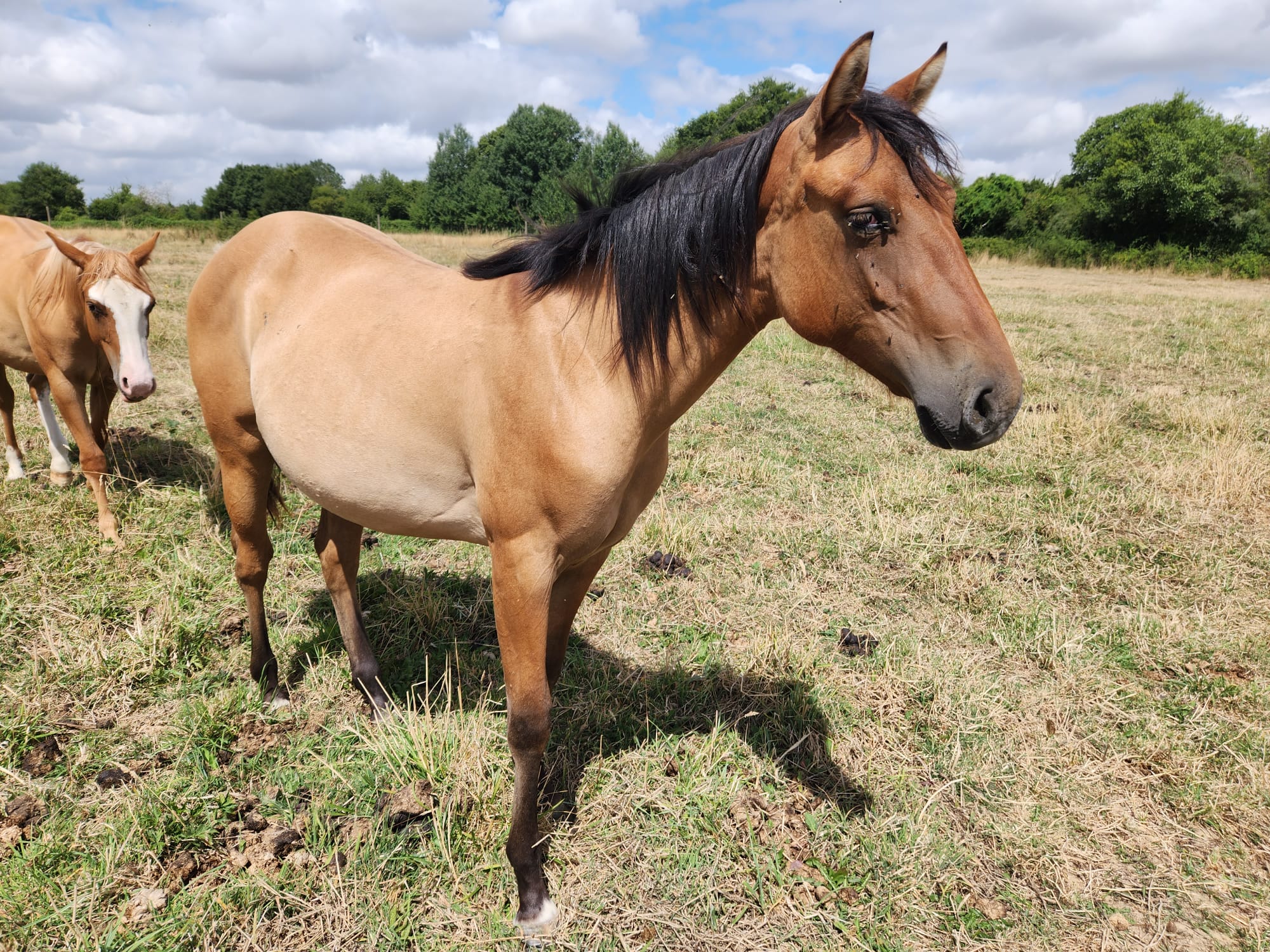 whatsapp image 2025 07 17 at 13.00.14 (3)